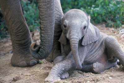 Elephant Reflections