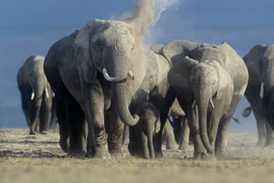 Elephant Reflections