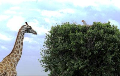 Giraffe Reflections