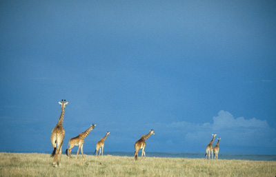 Giraffe Reflections